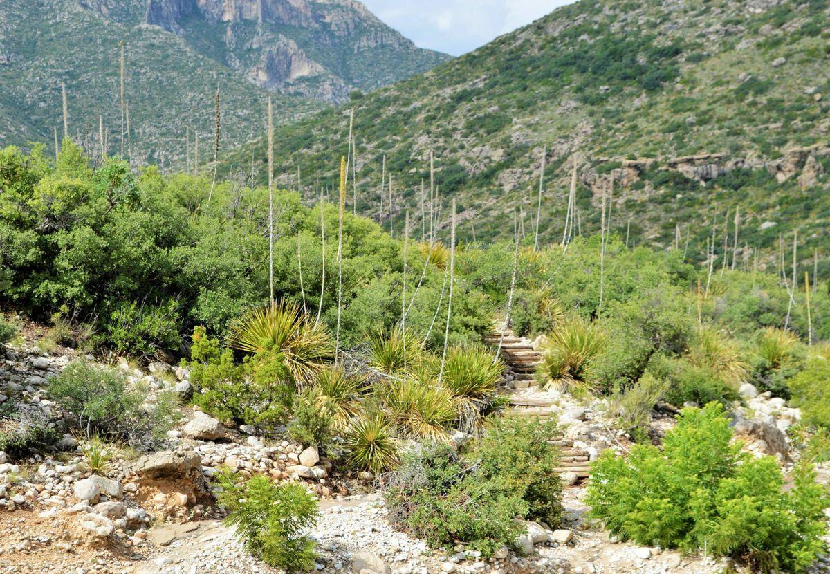 Hidden-Paths-Of-Texas8217-McKittrick-Canyon hidden-paths-of-texas-mckittrick-canyon