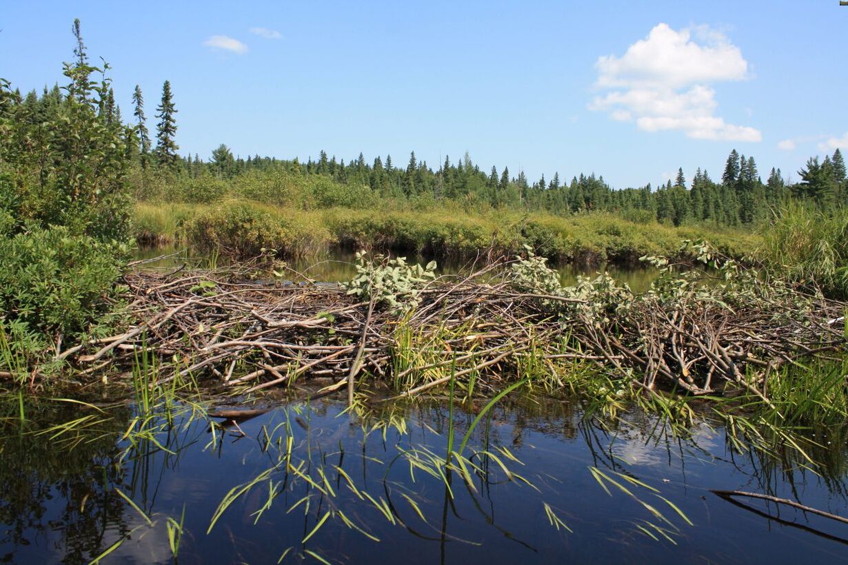 hidden-springs-of-maines-beaver-meadow