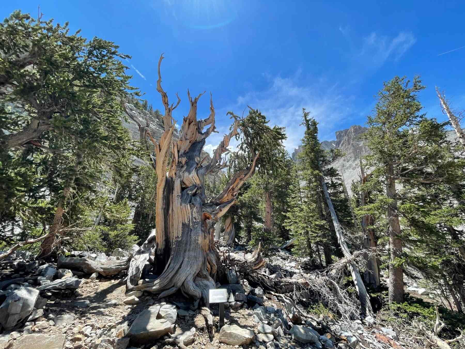 Hidden-Trading-Paths-Of-Nevada8217s-Pine-Grove hidden-trading-paths-of-nevadas-pine-grove
