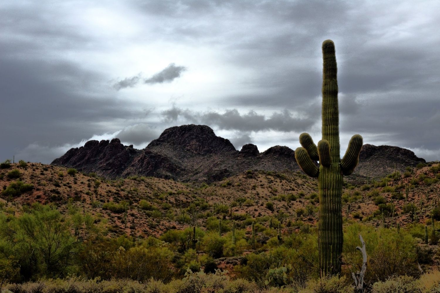 hidden-trails-of-arizonas-vulture