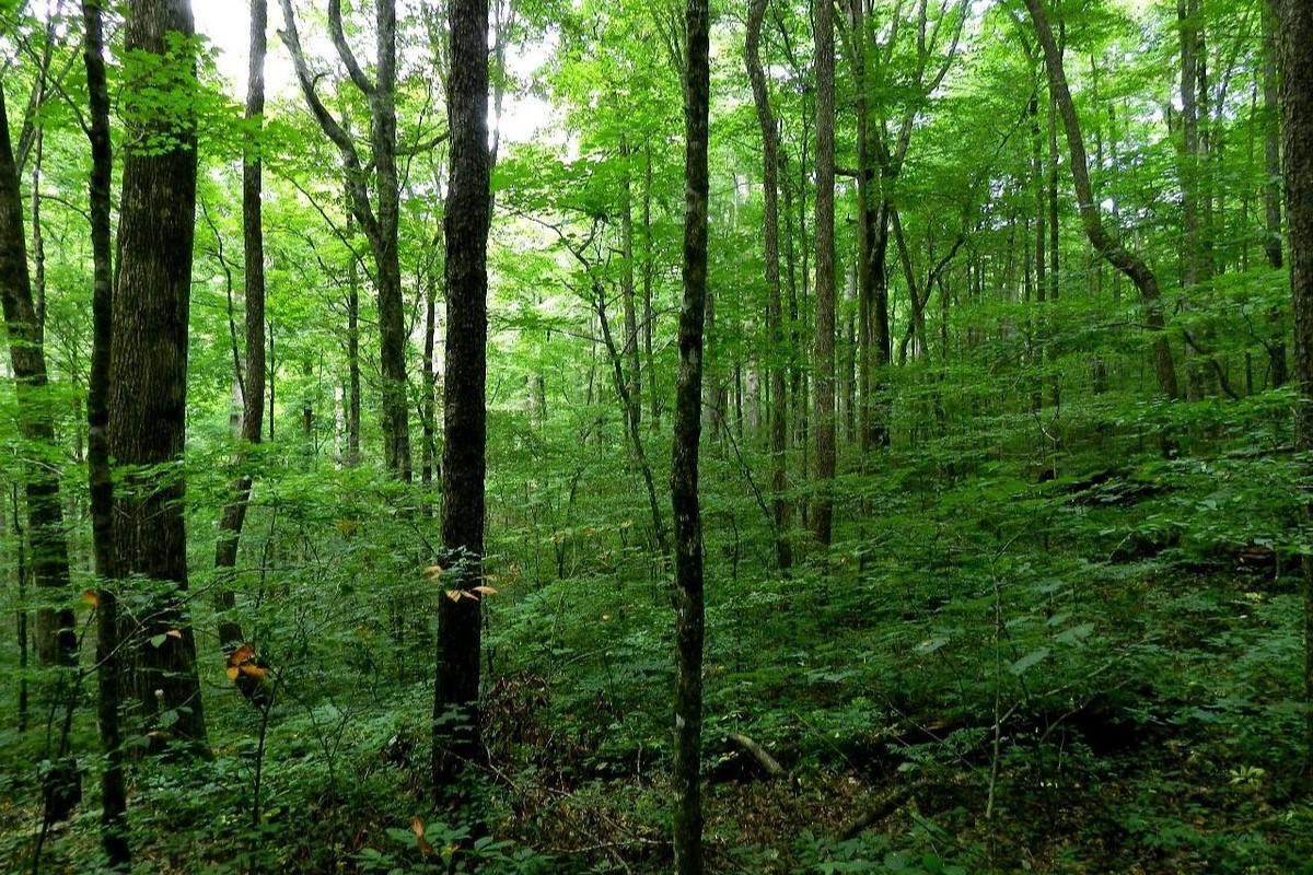 Hidden-Trails-Of-Joyce-Kilmer-Forest hidden-trails-of-joyce-kilmer-forest