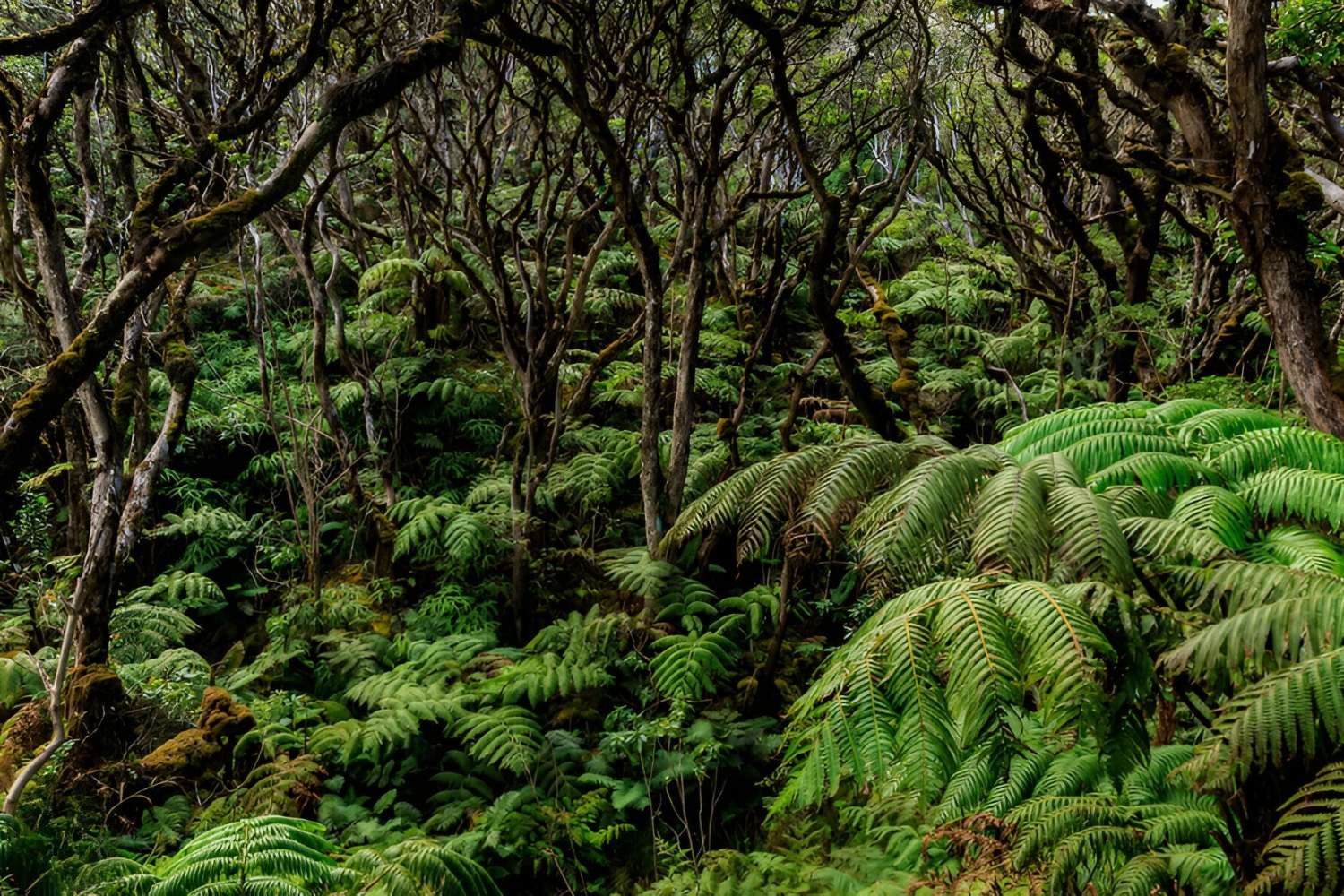 Hidden-Waters-Of-Hawaii8217s-Molokai-Forest hidden-waters-of-hawaiis-molokai-forest