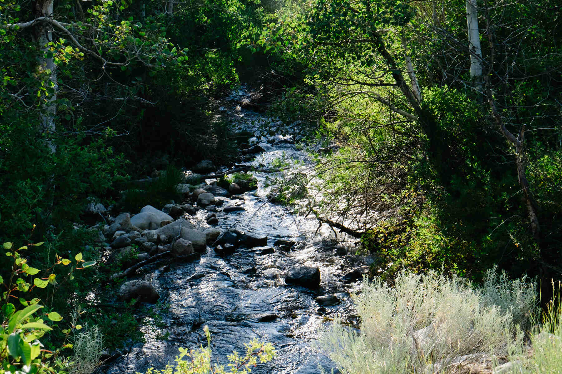 hidden-waters-of-nevadas-lehman-creek