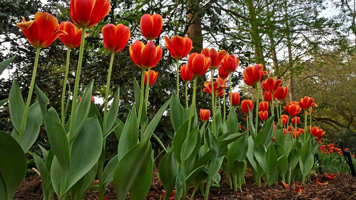 Louisiana8217s-Floating-Tulips-Mystery louisianas-floating-tulips-mystery