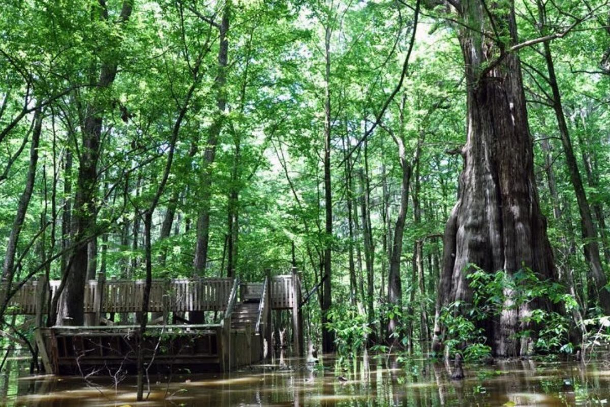 Mississippi8217s-Secret-Sky-Lake-And-Its-Ancient-Trees mississippis-secret-sky-lake-and-its-ancient-trees