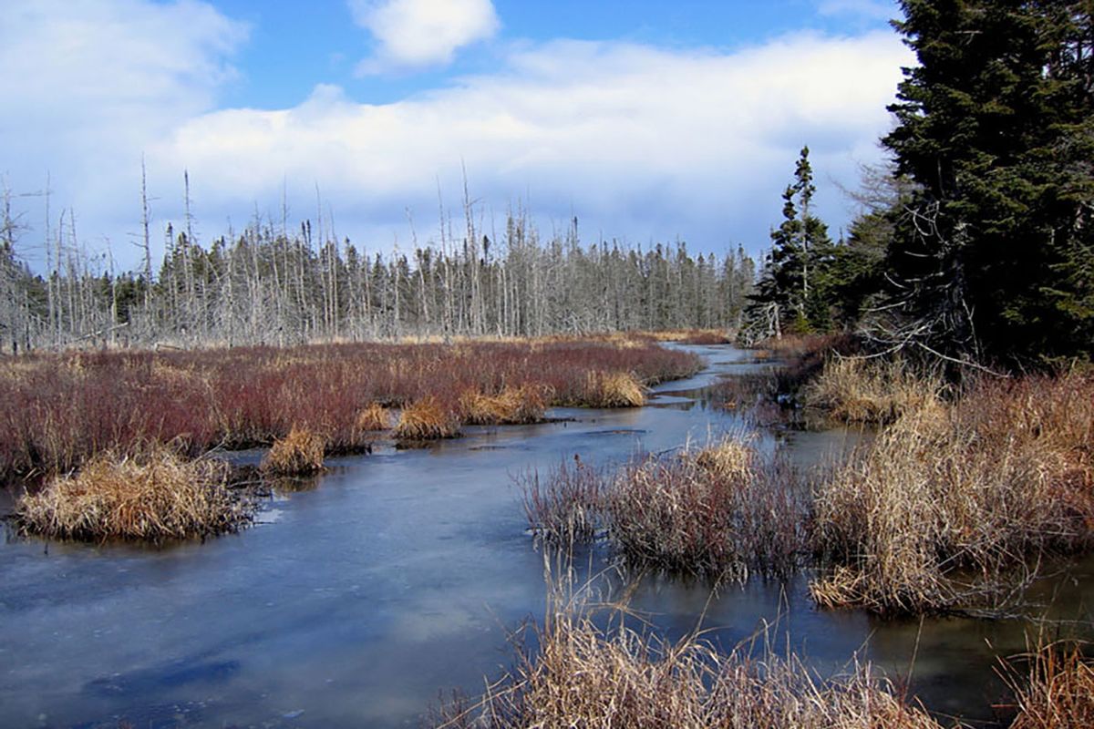 mysteries-behind-maines-corea-heath