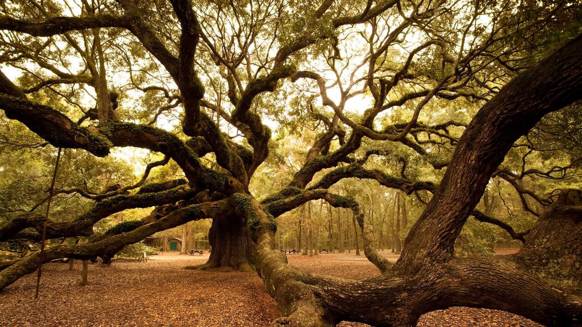 mysteries-behind-south-carolinas-angel-oak