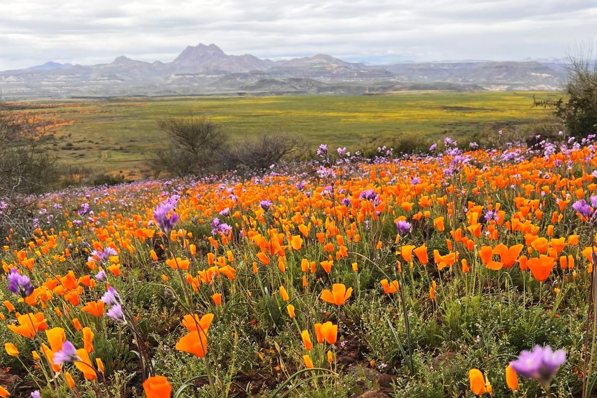 mysteries-of-arizonas-peridot-mesa