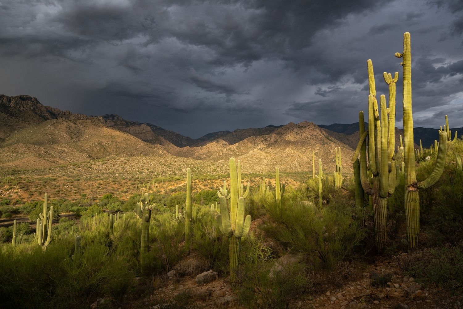 Mysteries-Of-Arizona8217s-Sonoran-Desert-Spirits mysteries-of-arizonas-sonoran-desert-spirits