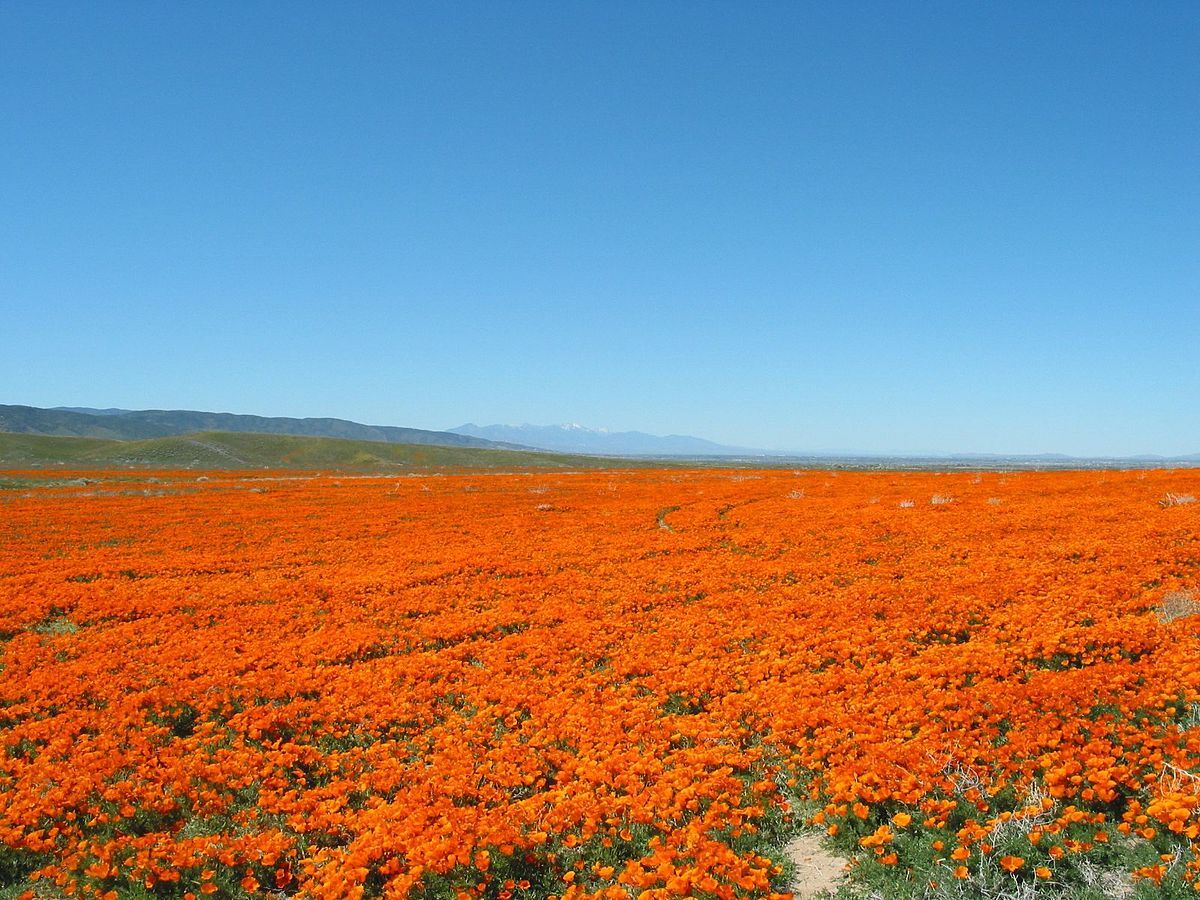 mysteries-of-californias-poppy-reserve