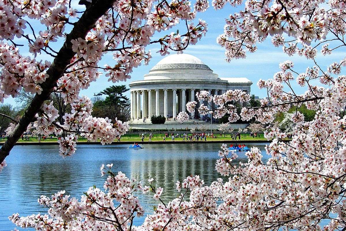 Mysteries-Of-Cherry-Blossoms-At-Washington8217s-Tidal-Basin mysteries-of-cherry-blossoms-at-washingtons-tidal-basin