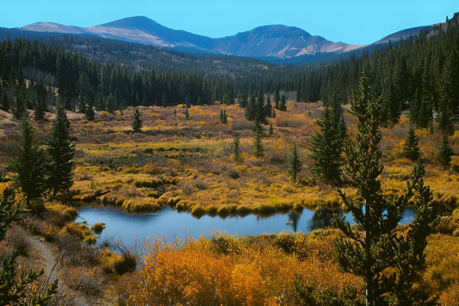 Mysteries-Of-Colorado8217s-Mosquito-Forest-Paths mysteries-of-colorados-mosquito-forest-paths