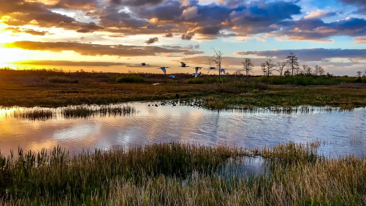 Mysteries-Of-Florida-Everglades-Remnants mysteries-of-florida-everglades-remnants