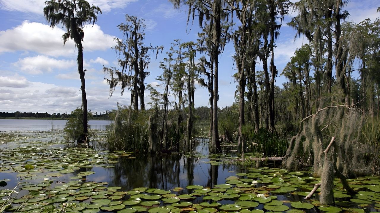 Mysteries-Of-Florida8217s-Green-Swamp mysteries-of-floridas-green-swamp