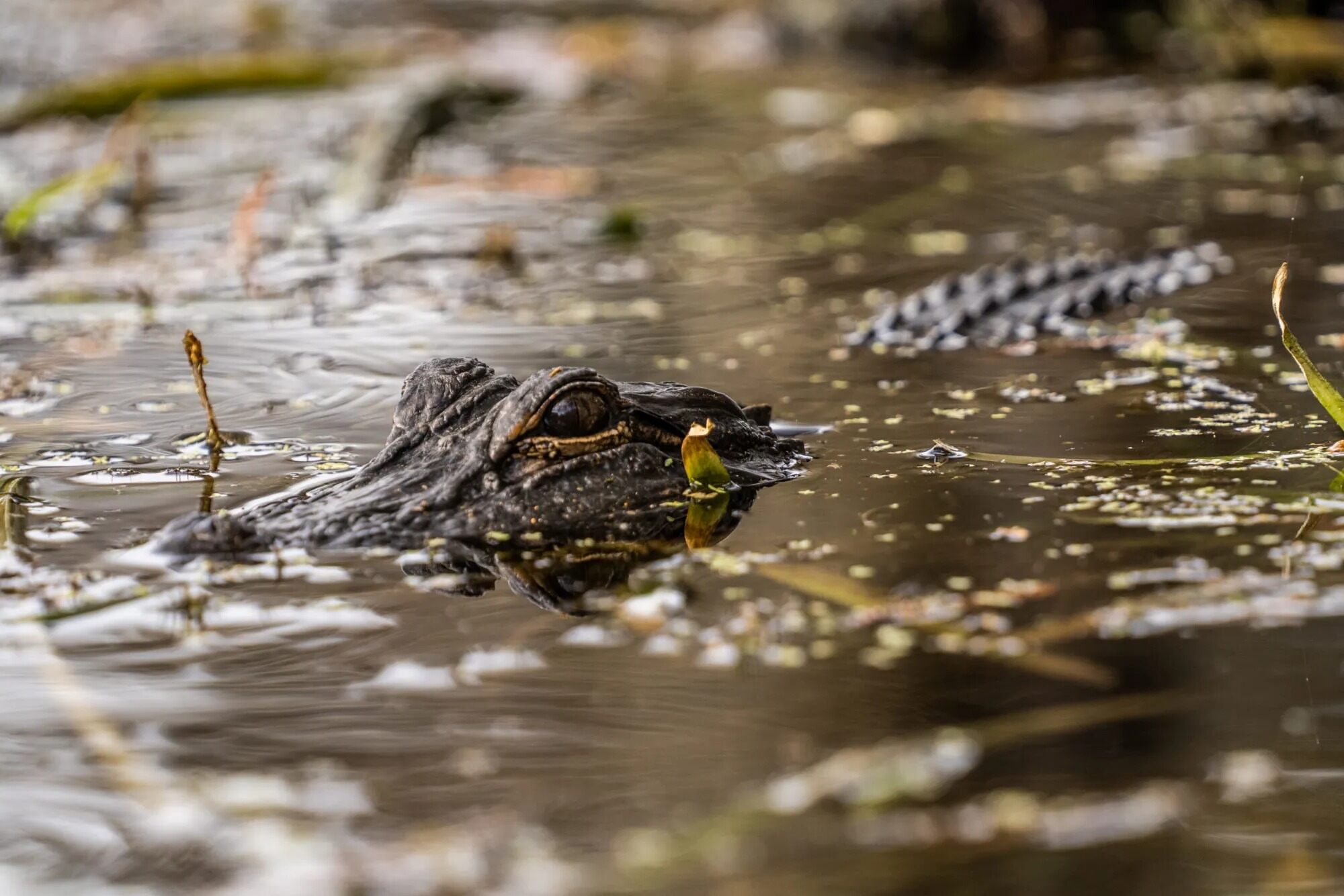 mysteries-of-floridas-rock-springs