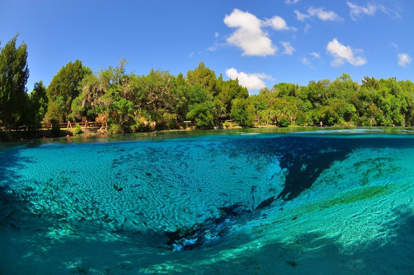 Mysteries-Of-Florida8217s-Silver-Glen-Waters mysteries-of-floridas-silver-glen-waters
