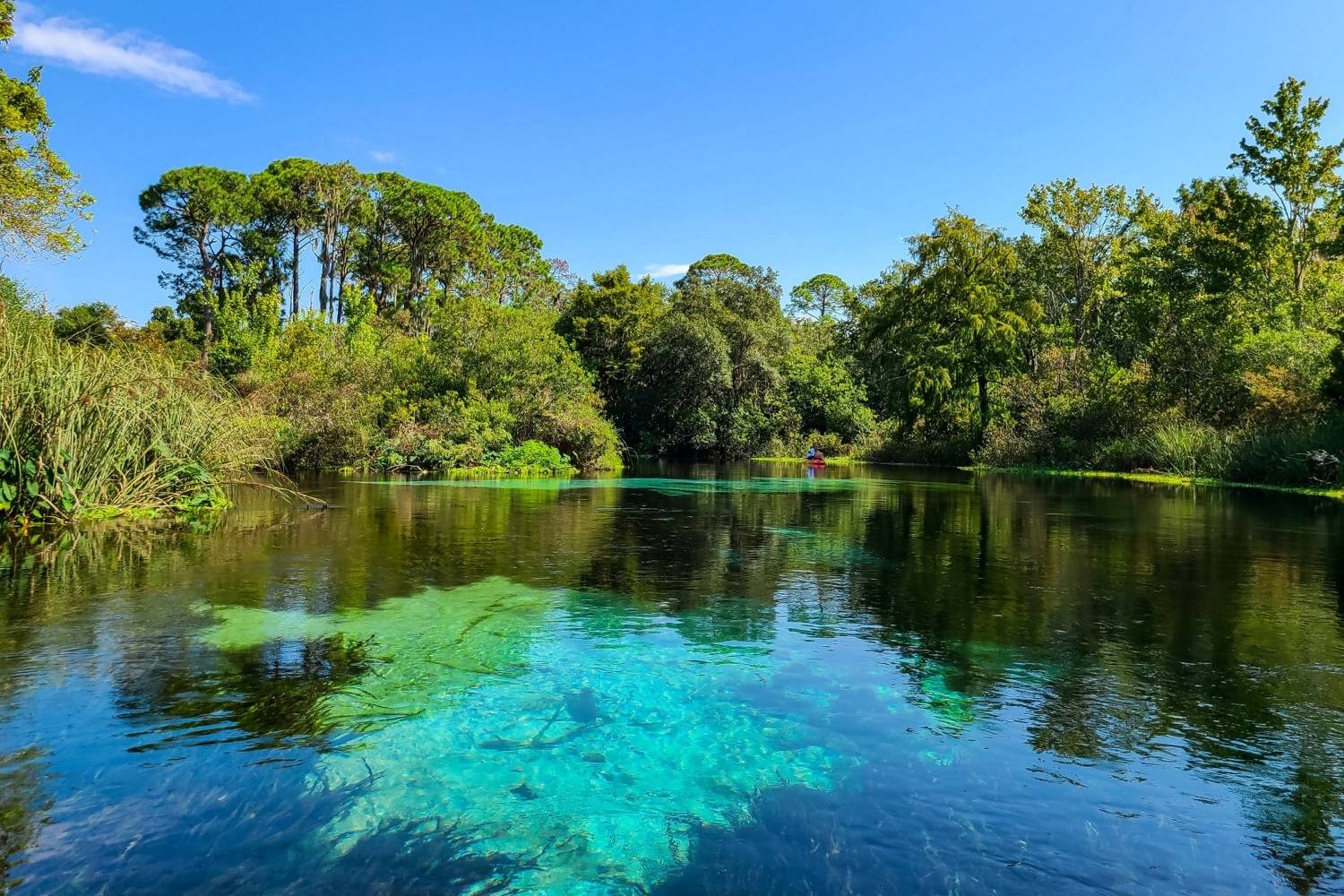 Mysteries-Of-Florida8217s-Weeki-Wachee mysteries-of-floridas-weeki-wachee