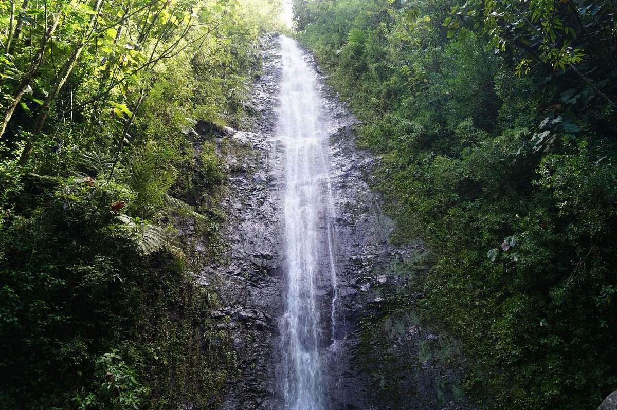 Mysteries-Of-Hawaii8217s-Manoa-Falls mysteries-of-hawaiis-manoa-falls