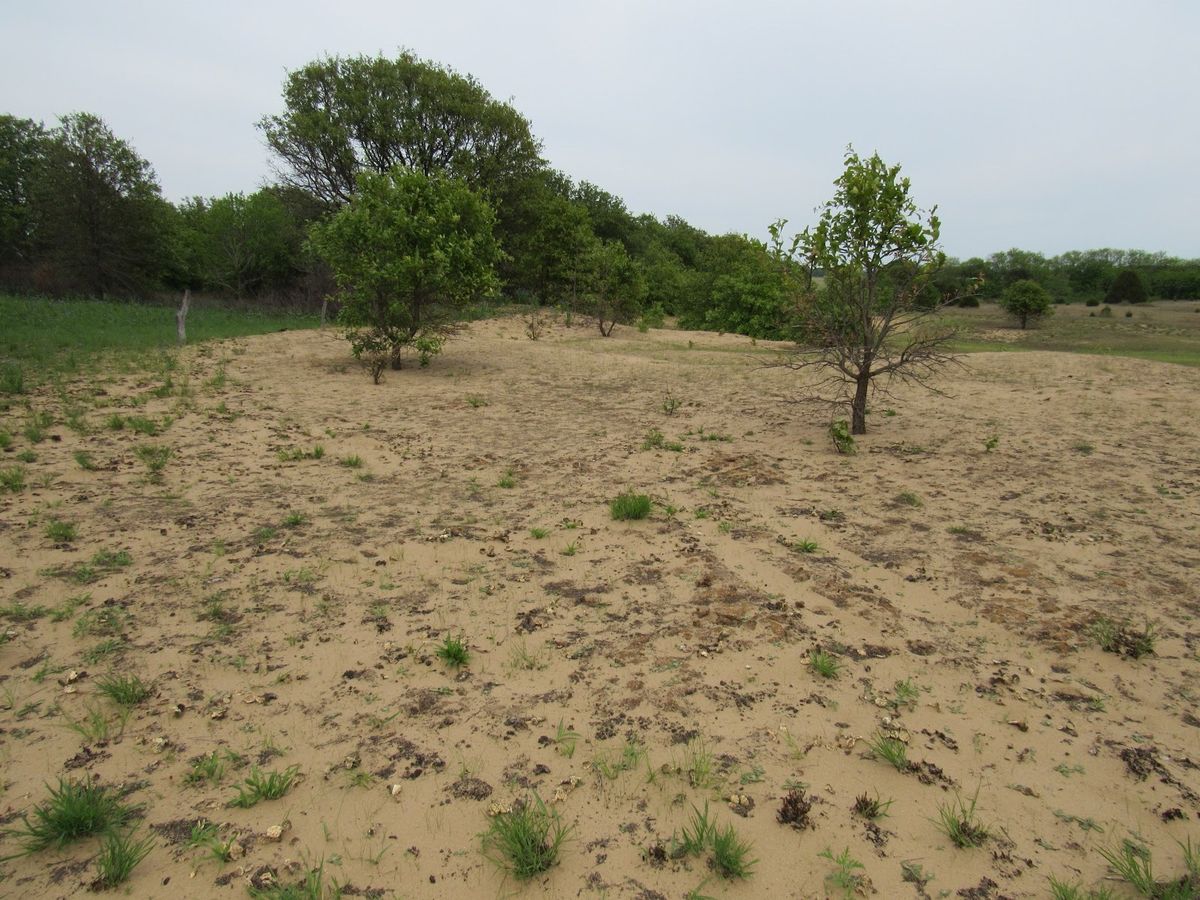 mysteries-of-illinois-desert-garden