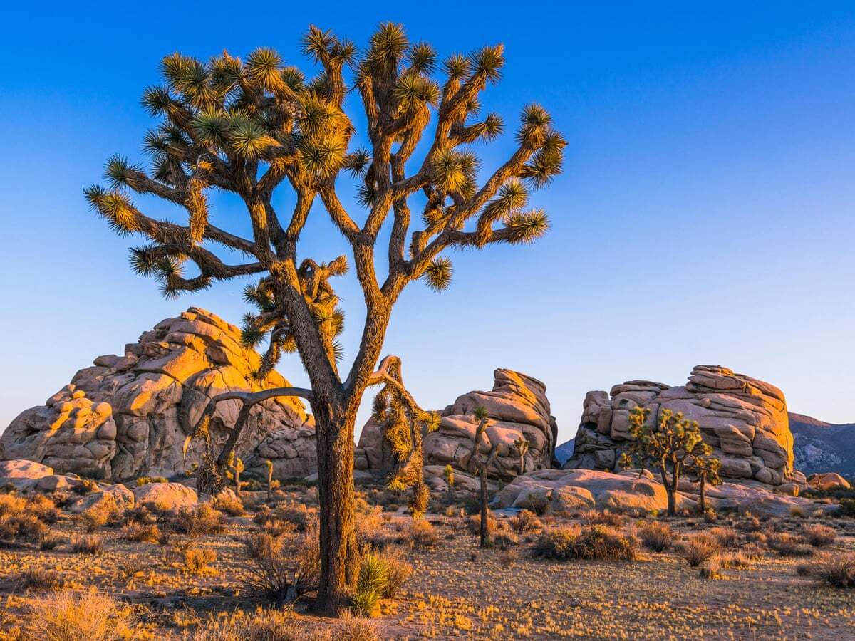 Mysteries-Of-Joshua-Tree-Spirits mysteries-of-joshua-tree-spirits