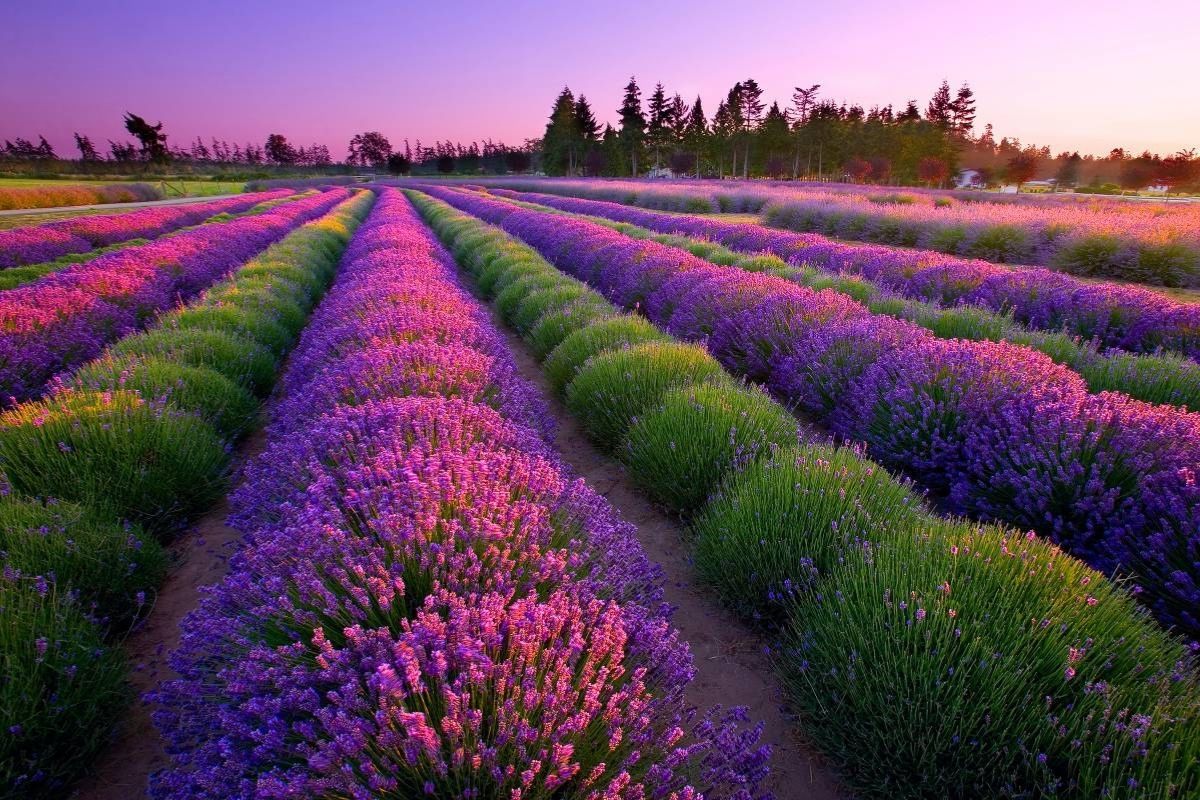 Mysteries-Of-Lavender-Fields-In-Sequim-Valley mysteries-of-lavender-fields-in-sequim-valley