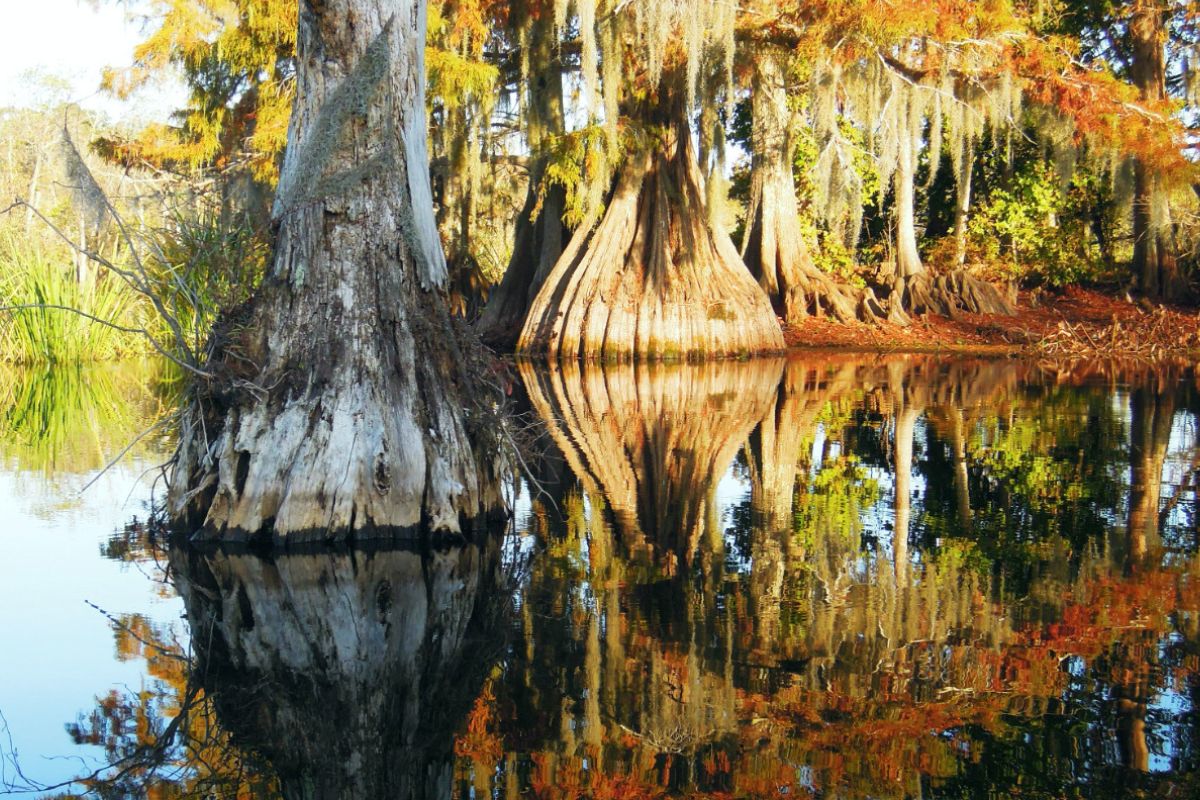 Mysteries-Of-Louisiana8217s-Chicot-Lake mysteries-of-louisianas-chicot-lake