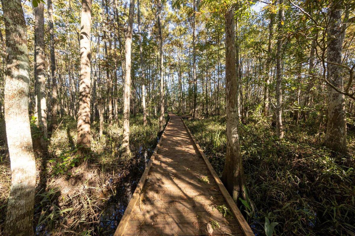 Mysteries-Of-Louisiana8217s-Fairview-Forest mysteries-of-louisianas-fairview-forest