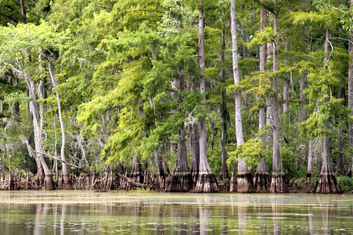 Mysteries-Of-Louisiana8217s-Honey-Island-Swamp mysteries-of-louisianas-honey-island-swamp