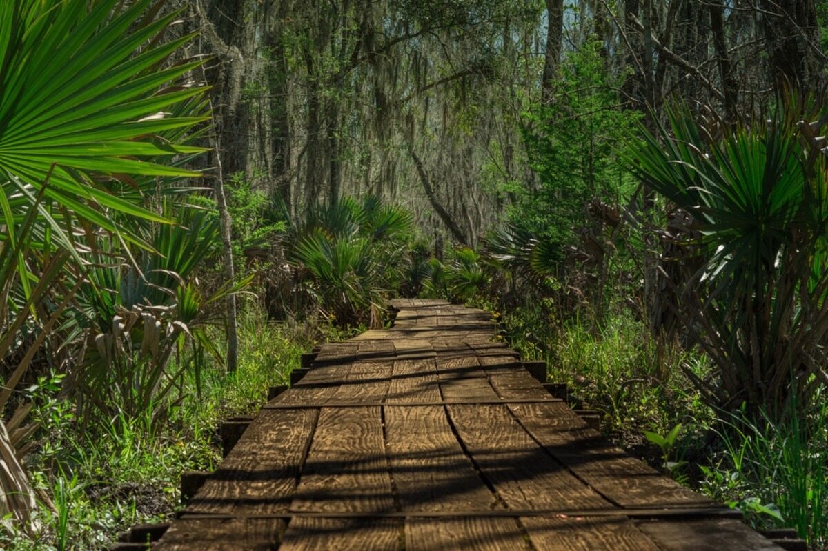 mysteries-of-louisianas-palmetto-creek-paths