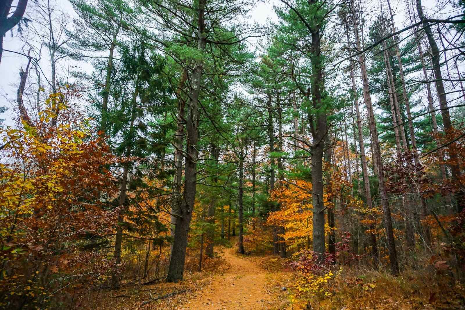 mysteries-of-massachusetts-wompatuck-forest