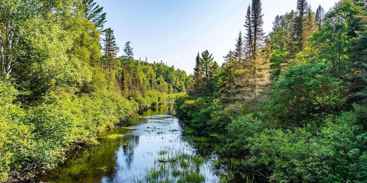 Mysteries-Of-Michigan8217s-Forest-Waters mysteries-of-michigans-forest-waters