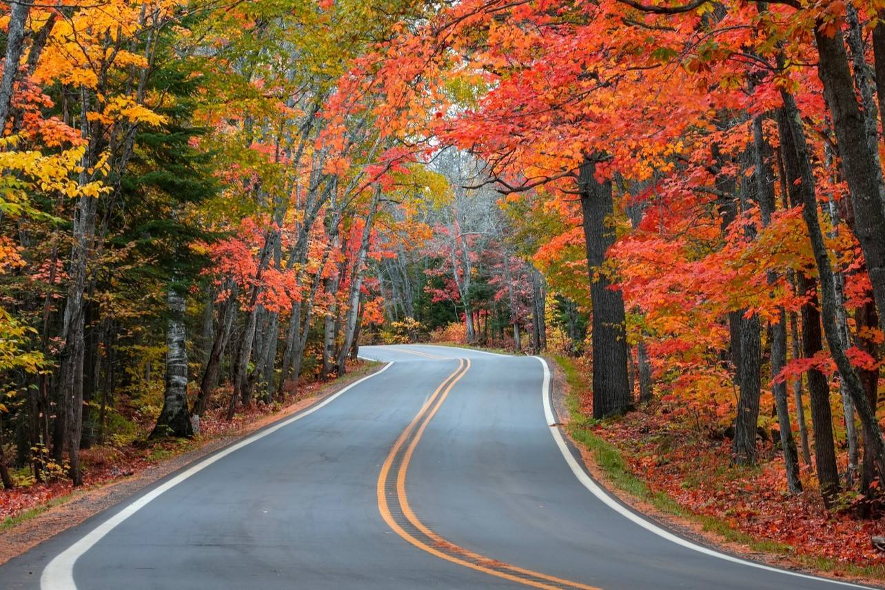 Mysteries-Of-Michigan8217s-Tunnel-Trees mysteries-of-michigans-tunnel-trees