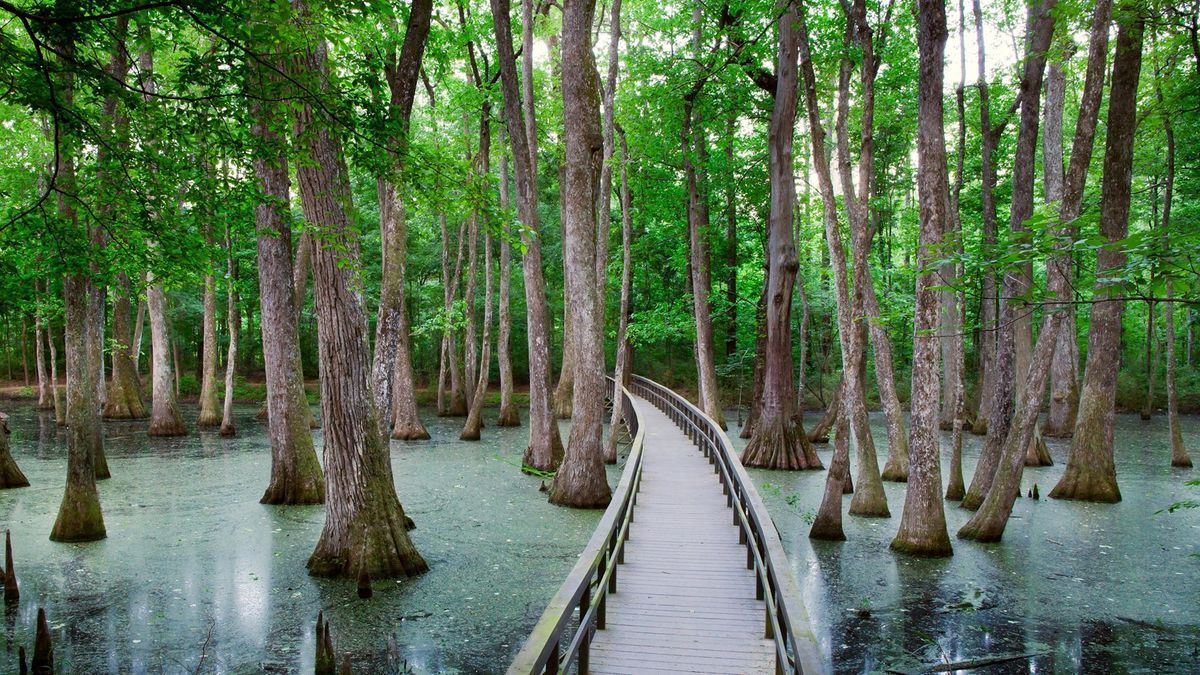 Mysteries-Of-Mississippi8217s-Cypress-Swamp mysteries-of-mississippis-cypress-swamp