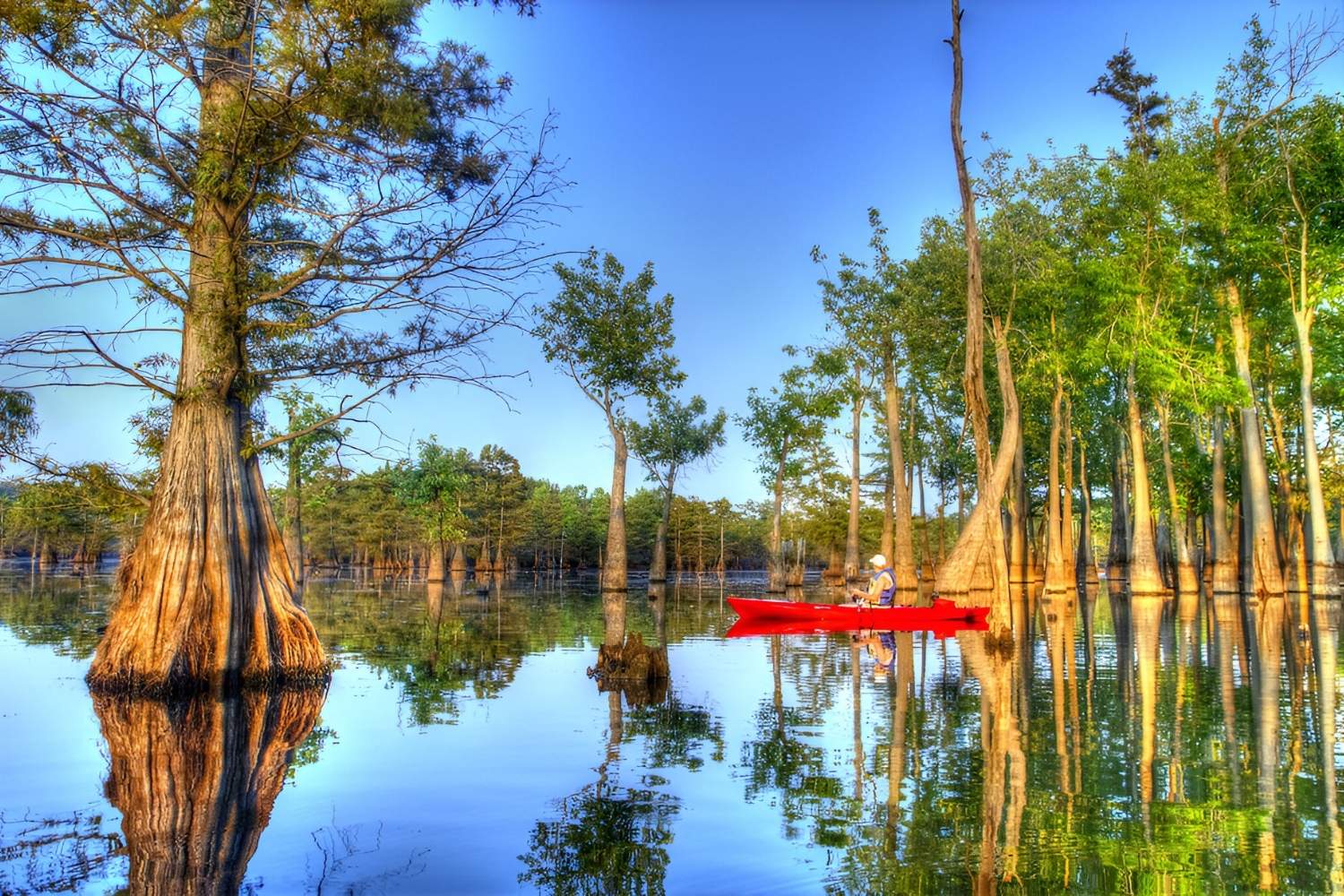 Mysteries-Of-Mississippi8217s-Cypress-Swamp-Lakes mysteries-of-mississippis-cypress-swamp-lakes