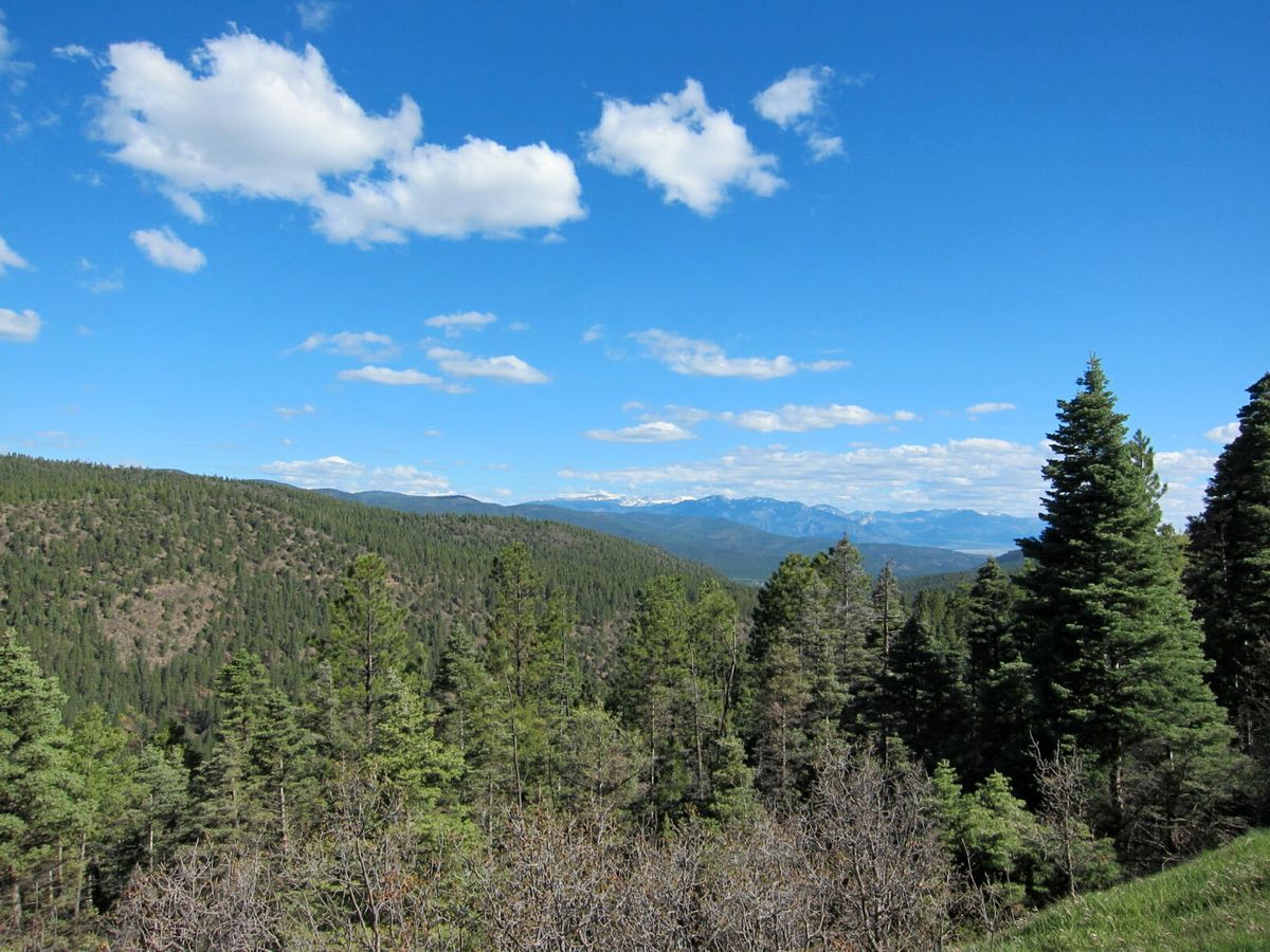 Mysteries-Of-New-Mexico8217s-Carson-Forest mysteries-of-new-mexicos-carson-forest