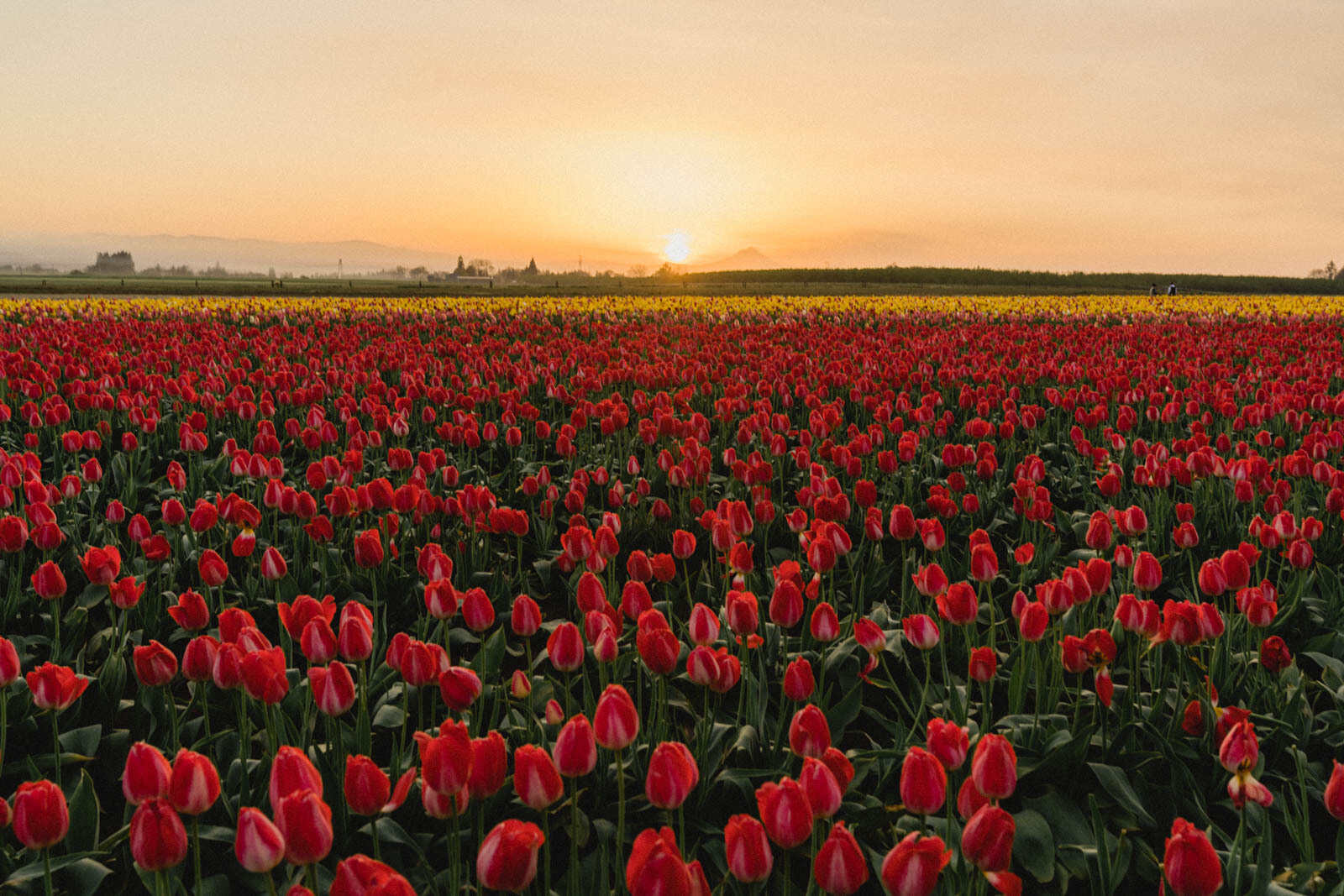 mysteries-of-oregons-wooden-shoe-fields