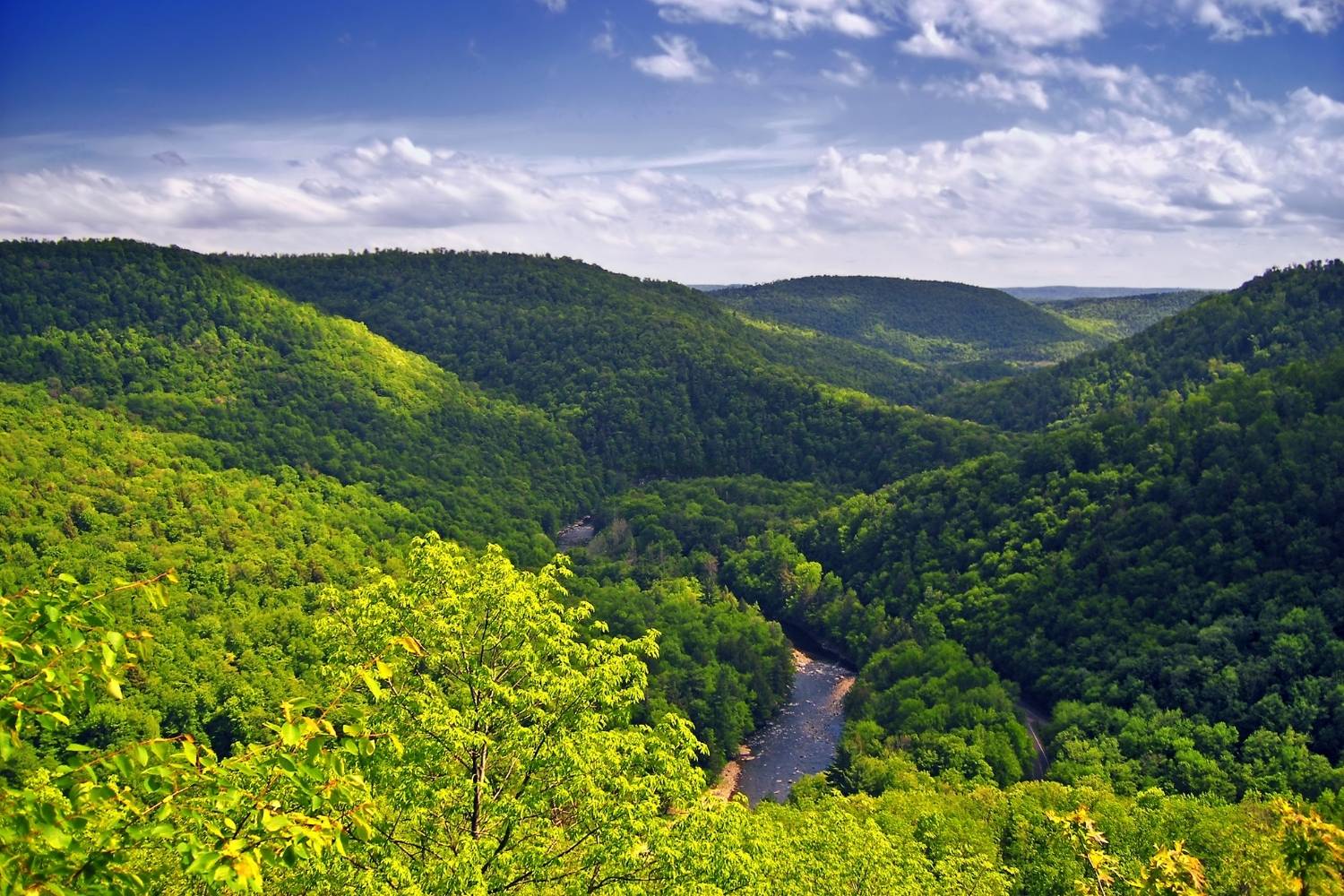 Mysteries-Of-Pennsylvania8217s-Worlds-End-Forest mysteries-of-pennsylvanias-worlds-end-forest
