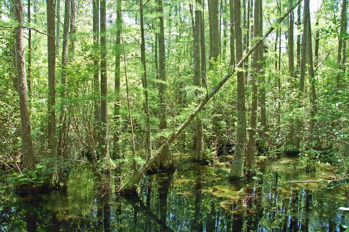 mysteries-of-south-carolinas-woods-bay