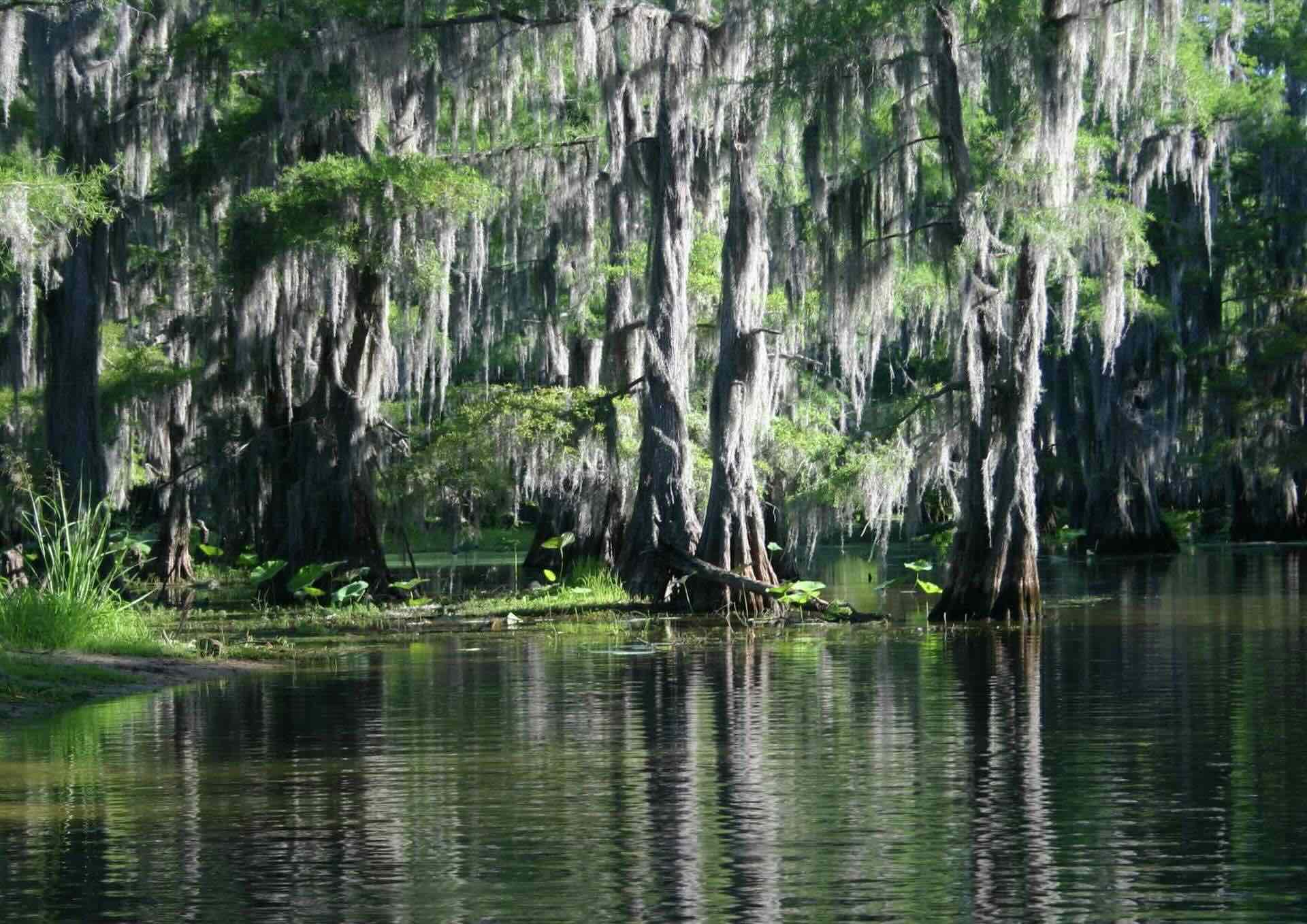 Mysteries-Of-Texas8217-Caddo-Lake-On-The-Louisiana-Border mysteries-of-texas-caddo-lake-on-the-louisiana-border