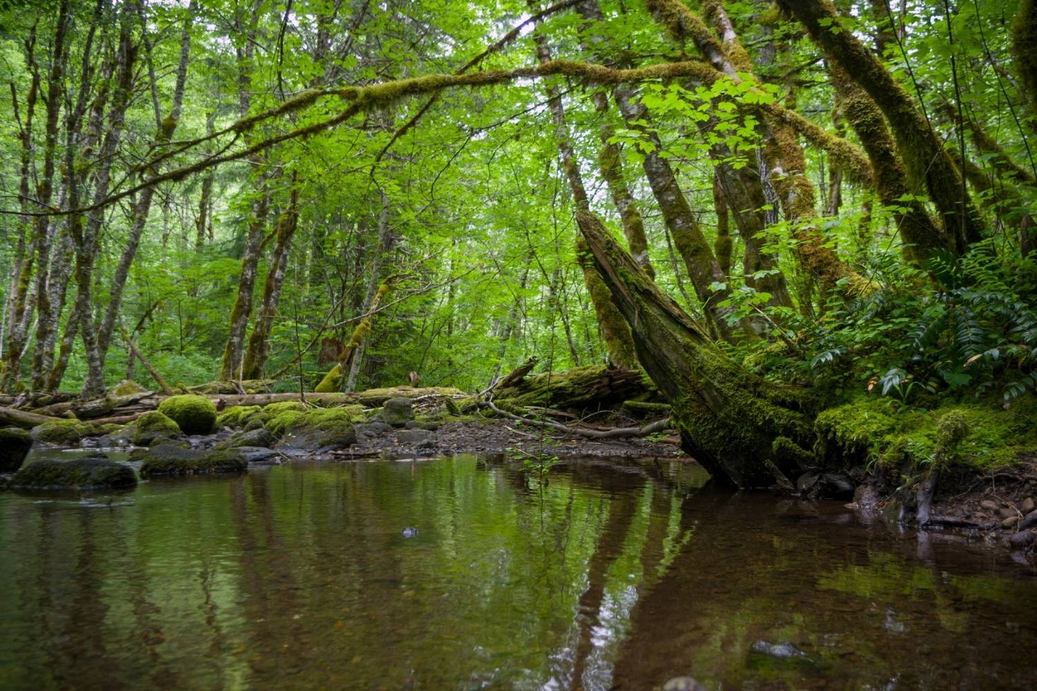 mysteries-of-washingtons-canyon-creek