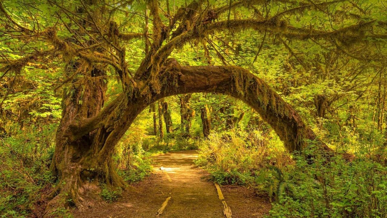Mysteries-Of-Washington8217s-Hoh-Rainforest mysteries-of-washingtons-hoh-rainforest