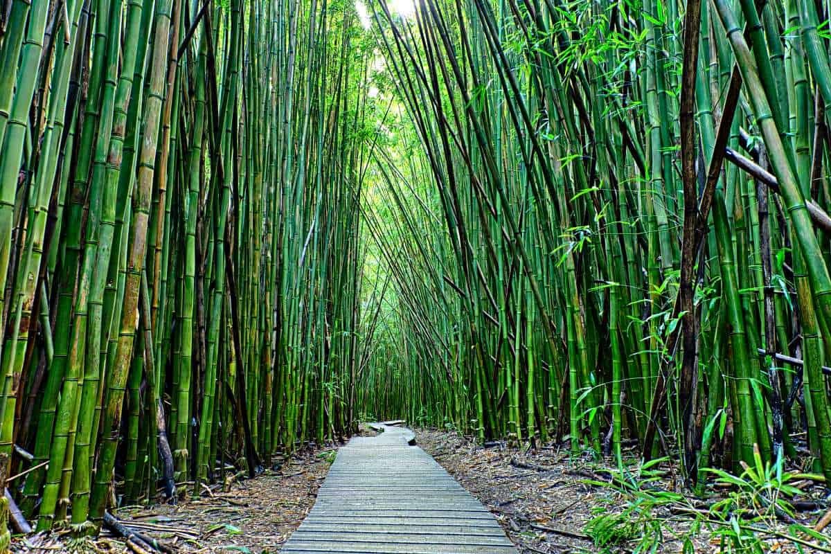 mysteries-within-hawaiis-bamboo-forest