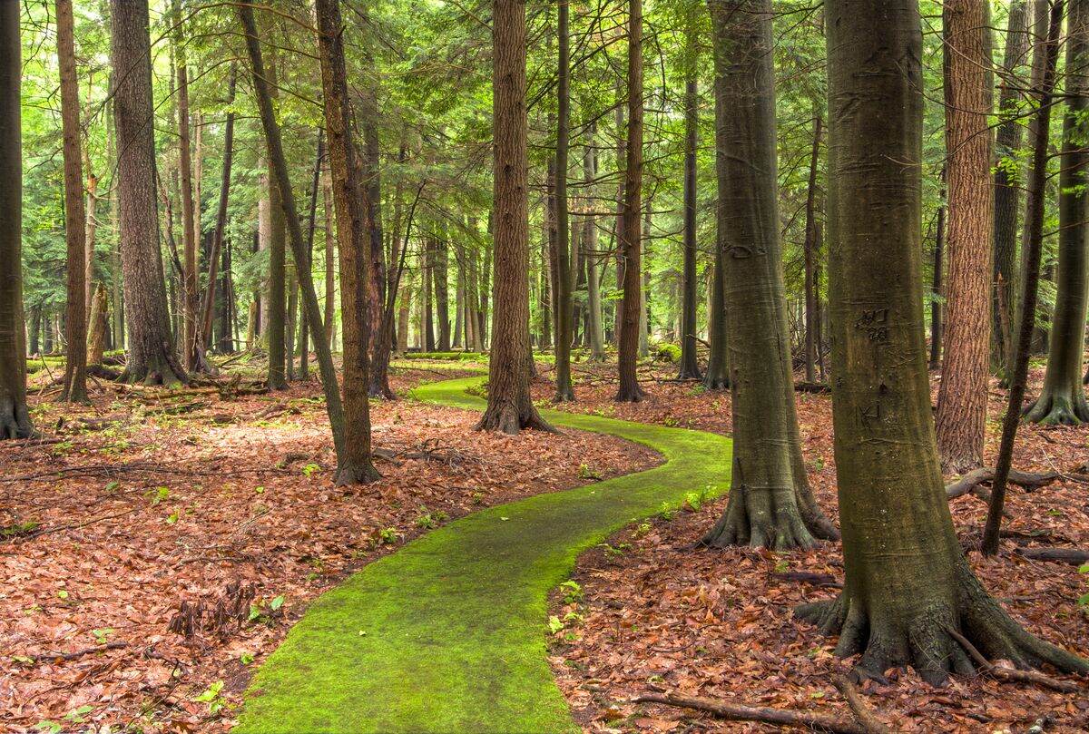 Mysteries-Within-Pennsylvania8217s-Cook-Forest mysteries-within-pennsylvanias-cook-forest