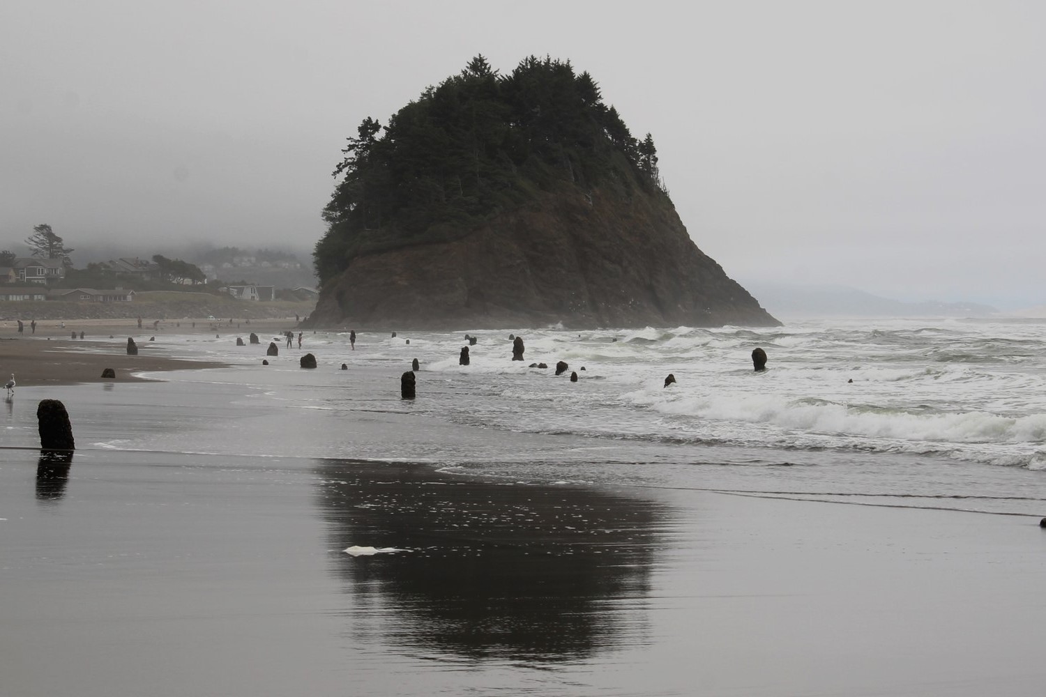 mystery-of-oregons-neskowin-ghost-forest