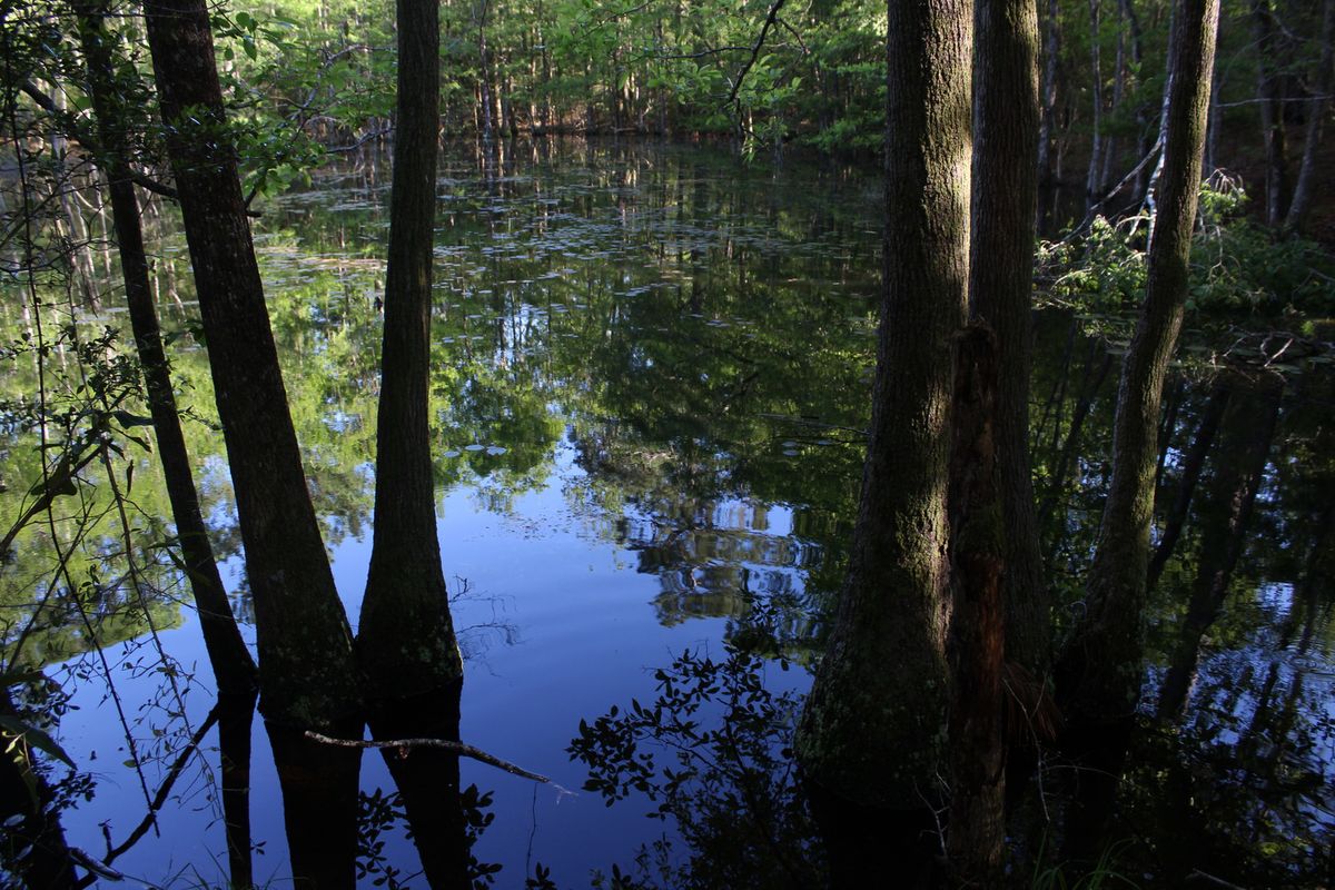 secret-lakes-in-mississippis-desoto-forest