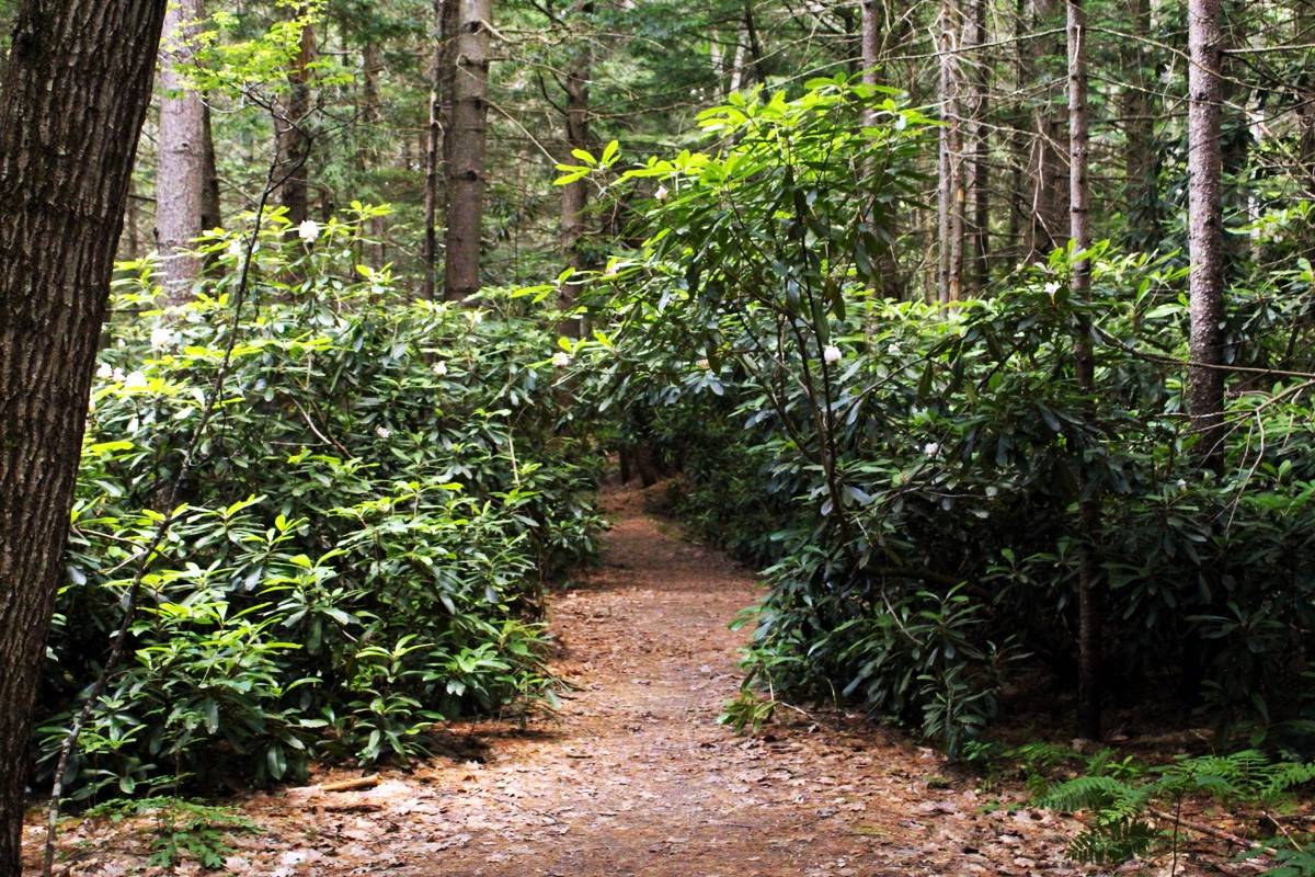 secret-trails-of-new-hampshires-rhododendron