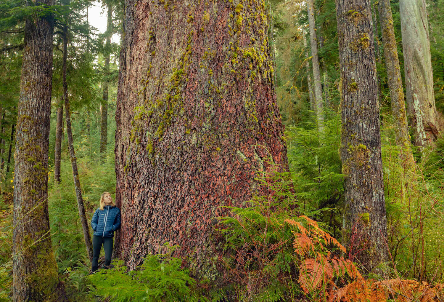 Secrets-Hidden-In-The-Ancient-Forest-Of-Olympic-Range secrets-hidden-in-the-ancient-forest-of-olympic-range