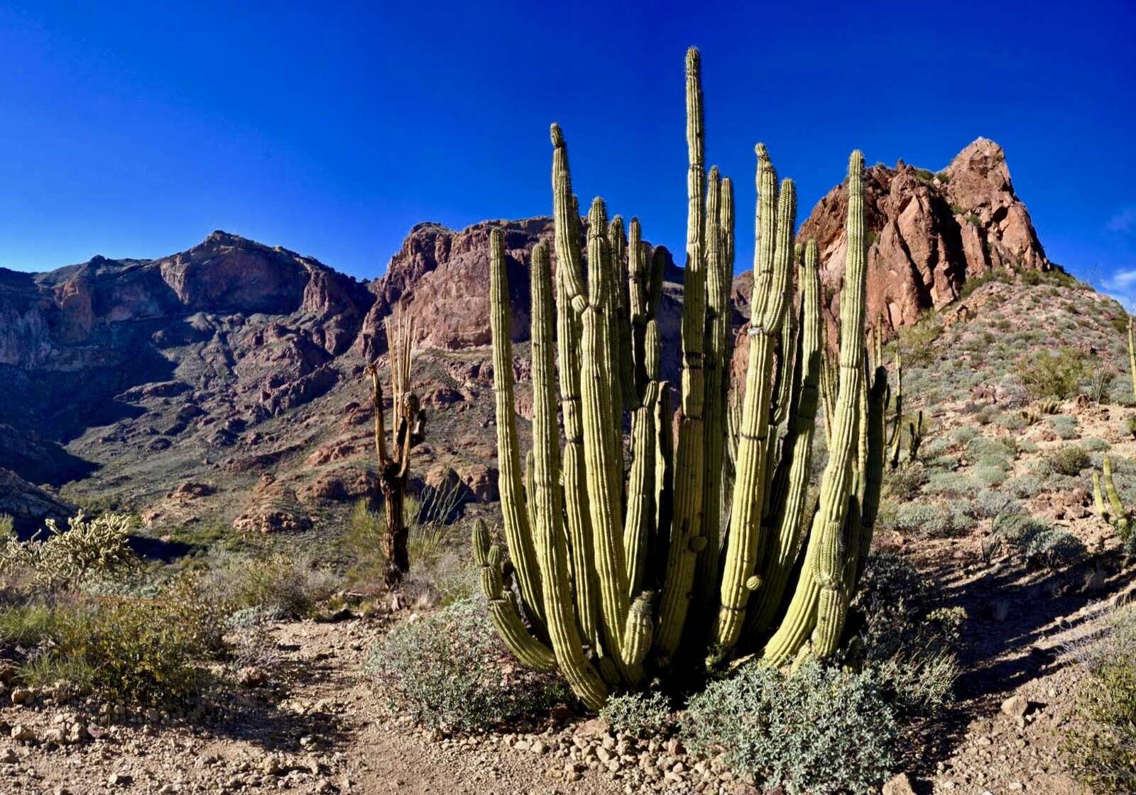 Secrets-Of-Arizona8217s-Organ-Pipe secrets-of-arizonas-organ-pipe