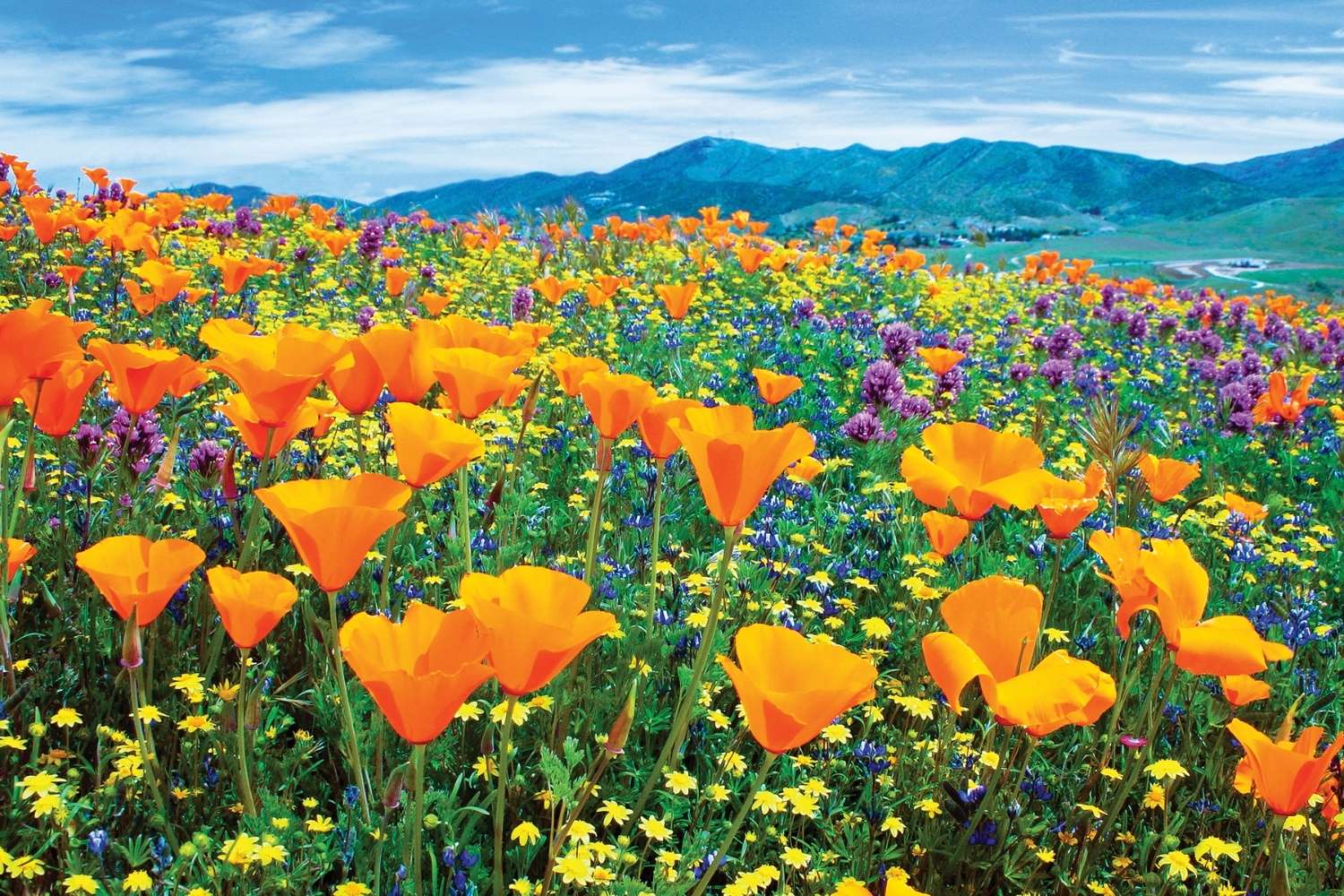 Secrets-Of-California8217s-Antelope-Valley secrets-of-californias-antelope-valley