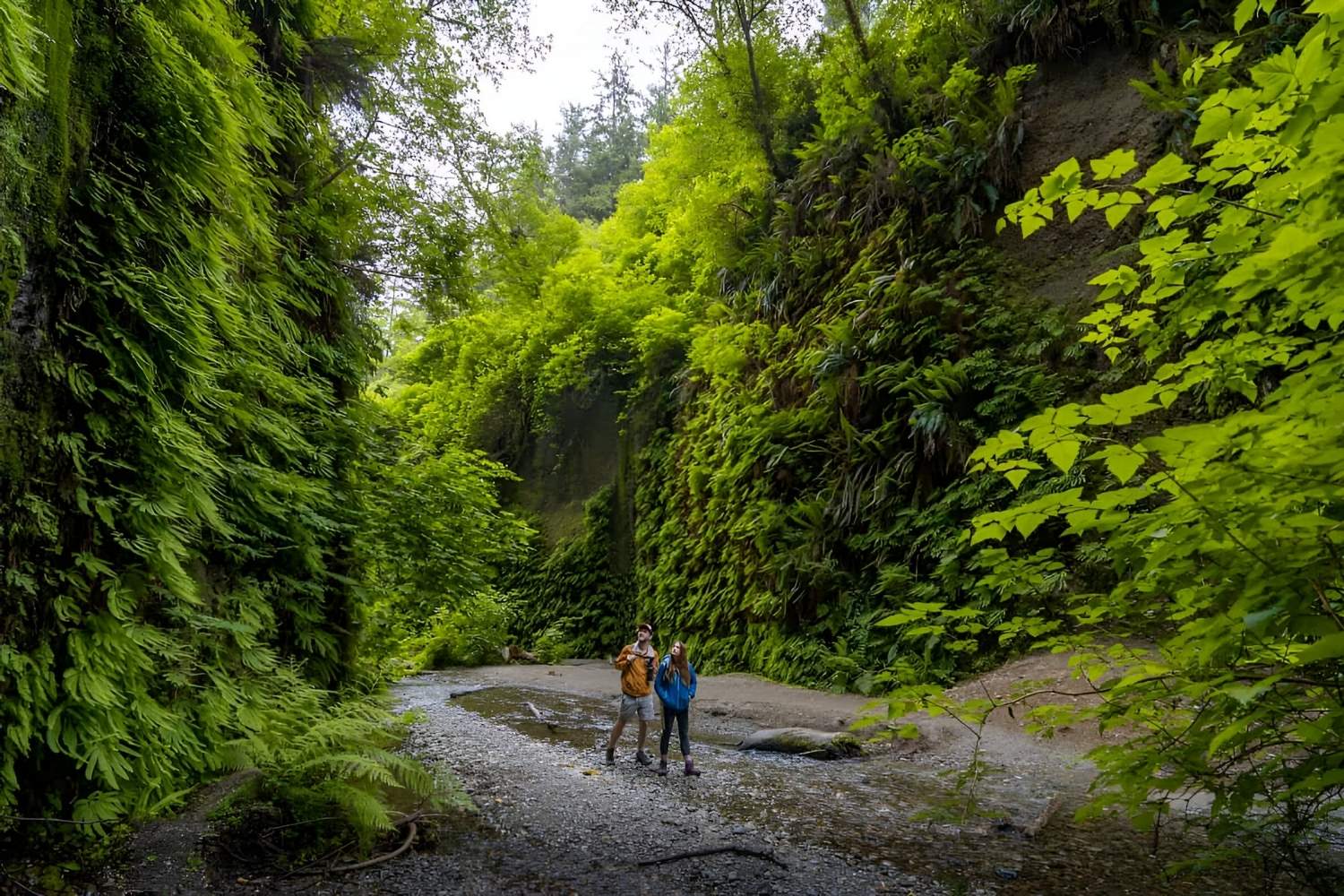 Secrets-Of-California8217s-Fern-Canyon secrets-of-californias-fern-canyon